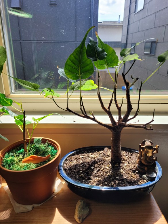 indoor plant pole Bendable & Stackable Coco Coir Pole: Support for Climbing Plants  Northern  Ridge Nursery